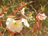 Moth and primroses